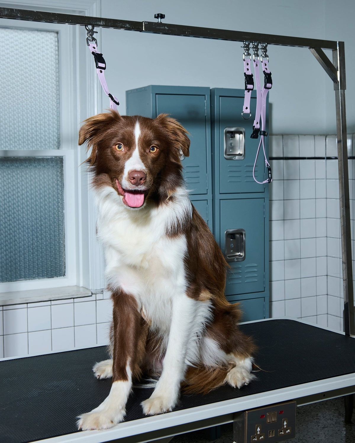 The One Tub Habit That Protects You and Your Dog